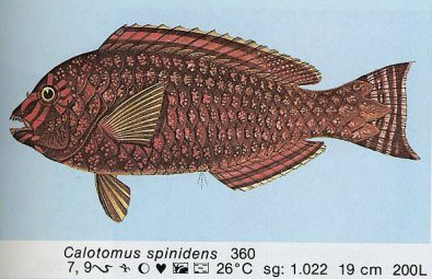 Calotomus spinidens